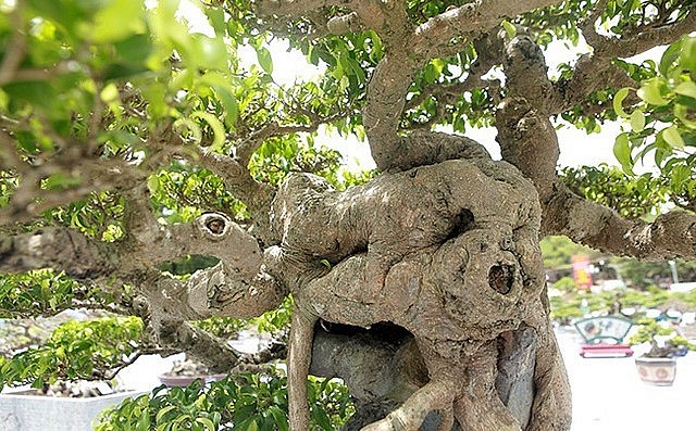 Siêu phẩm sanh bonsai 'Huyền Phượng Vũ' từng gây xôn sao giới mê cây cảnh và được định giá 1 triệu đô la Mỹ.