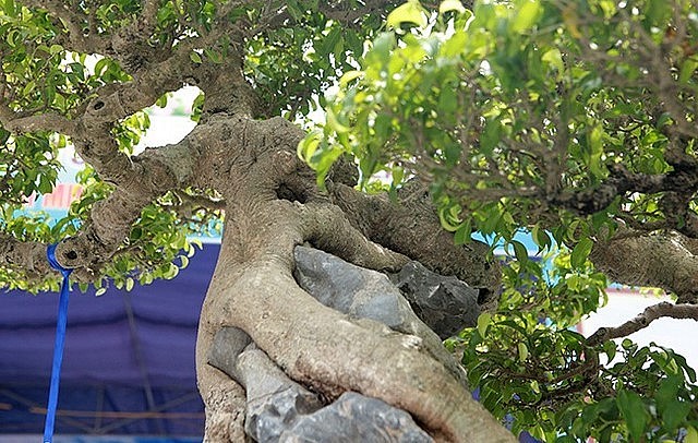 Thân cây uốn lượn uyển chuyển tạo nên bố cục hài hòa như một tác phẩm nghệ thuật, cây cao khoảng 1,2m.