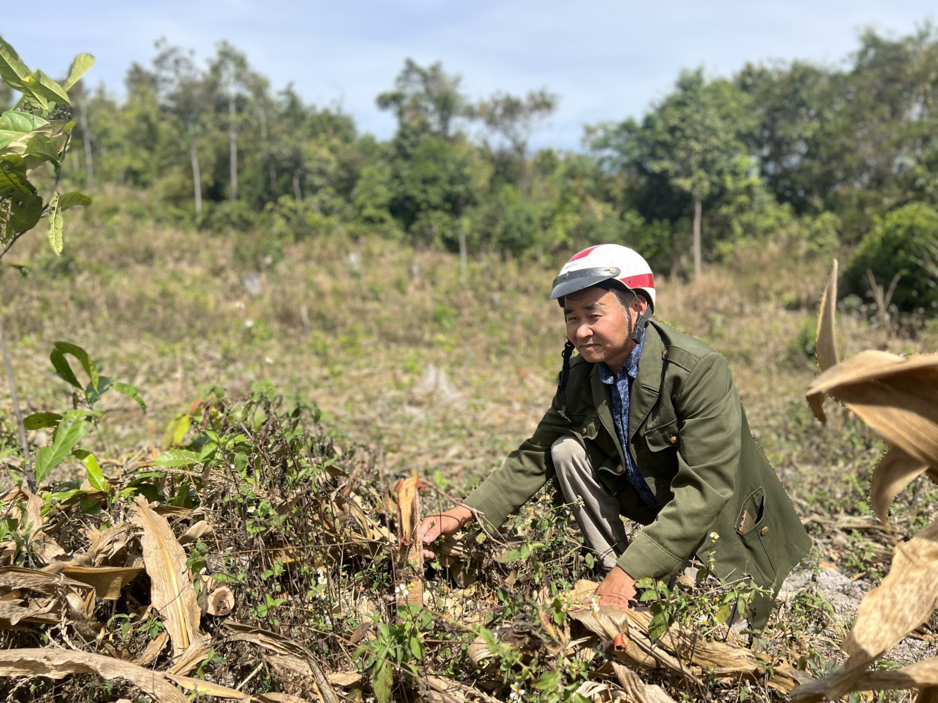 Đắk Lắk: Vườn điều vừa đầu tư hàng trăm triệu đồng, bị kẻ gian chặt phá trơ gốc