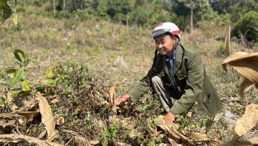 Đắk Lắk: Vườn điều vừa đầu tư hàng trăm triệu đồng, bị kẻ gian chặt phá trơ gốc