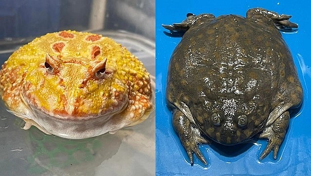 Ếch Pacman (trái) và ếch Bullfrog (phải) được nhiều người ưa thích.