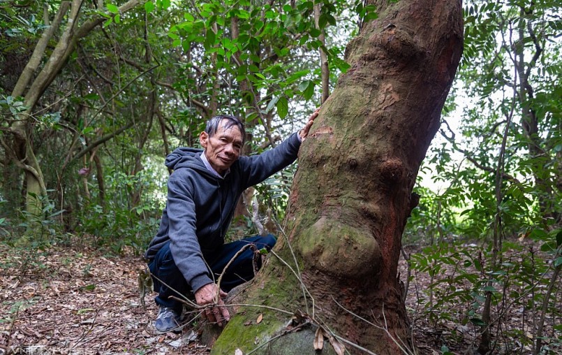 Rừng trâm bầu cổ thụ 500 tuổi bảo vệ làng ven biển Quảng Bình.