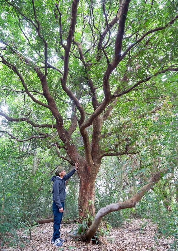 Ông Dương Minh Huy, Tổ trưởng bảo vệ rừng trâm bầu, bên một gốc cây có đường kính trên 50cm.