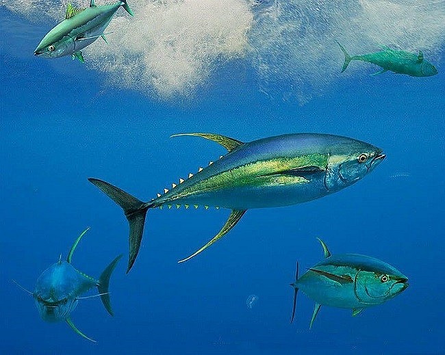 Loài cá khổng lồ xưa ít người biết, nay 650.000 đồng/kg vẫn được nhiều người tìm mua