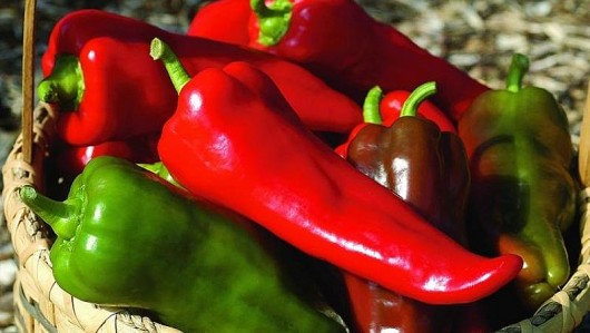 Loại ớt “siêu to khổng lồ” giá lên đến 170 nghìn đồng/kg vẫn được săn lùng