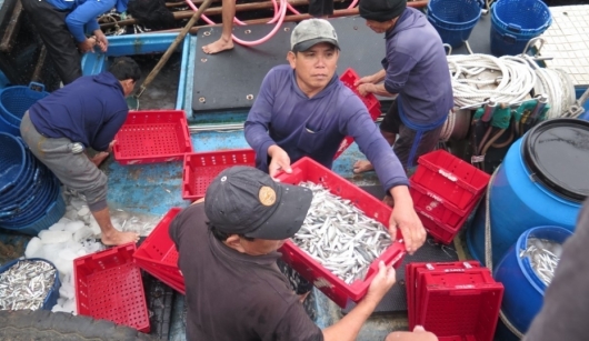 Sau Tết, ngư dân trúng đậm "lộc biển" cá cơm mỗi đêm thu chục triệu đồng