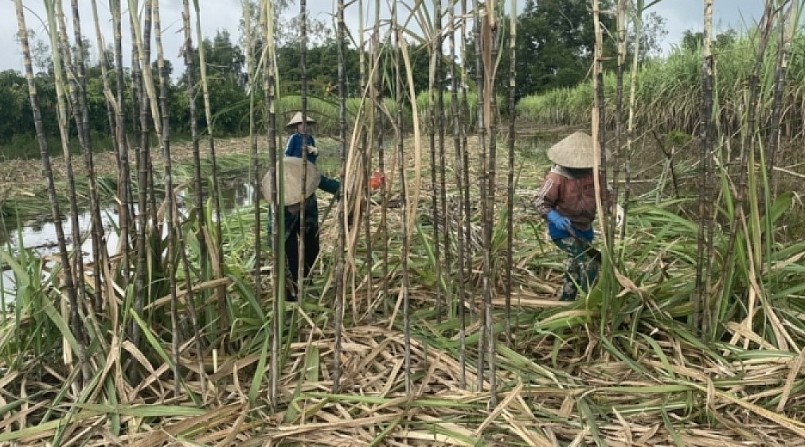 Vụ mía vừa qua, nông dân trồng mía bán chục ở tỉnh Hậu Giang có thu nhập cao.