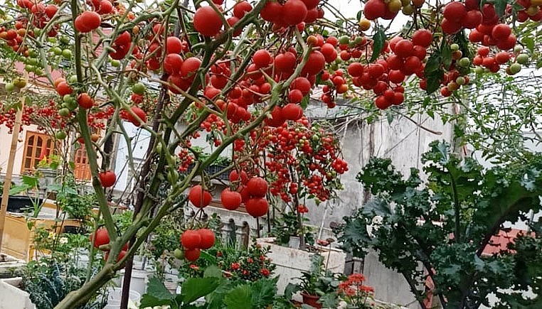 Vào mùa, vườn cả chua chín đỏ rực cả sân thượng rất đẹp mắt.