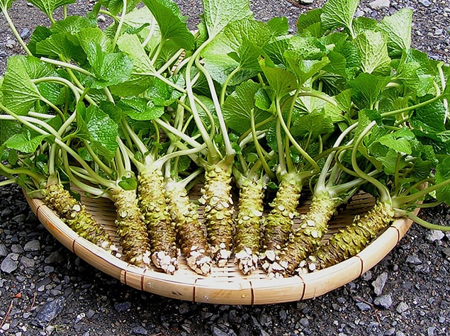 Cây wasabi nổi tiếng khó trồng