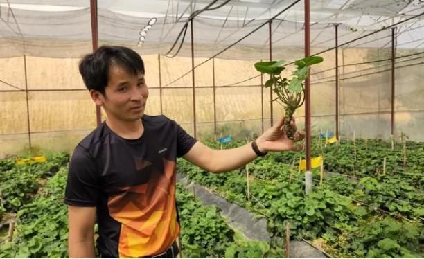 Anh Nguyễn Văn Tuyển khởi nghiệp thành công với cây wasabi