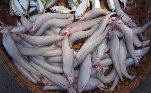 Loài cá xưa bị "chê lên chê xuống", nay thành đặc sản nửa triệu đồng một kg, người dân tranh nhau mua