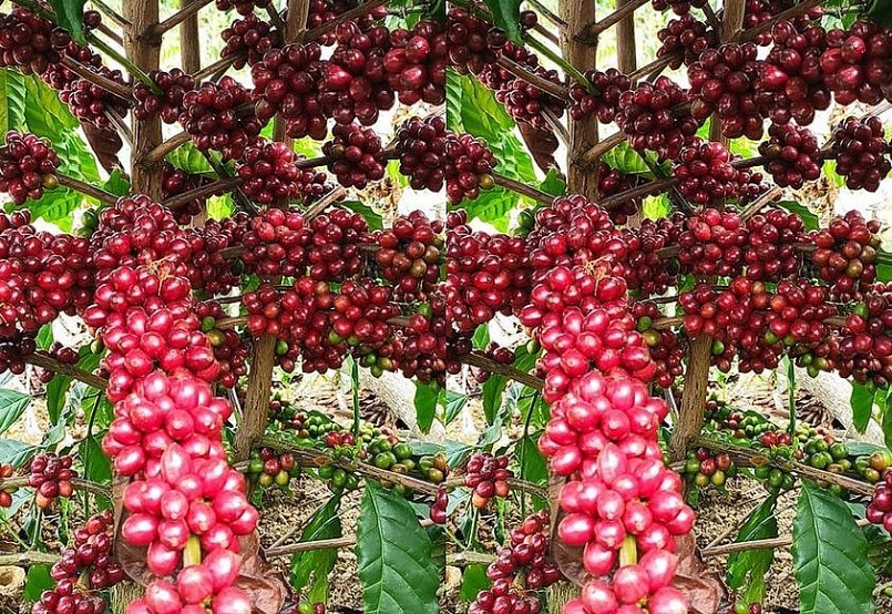 Giá nông sản hôm nay (03/2), giá cà phê hôm nay tăng 100 - 200 đồng/kg tại thị trường trong nước. 