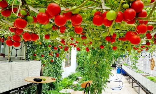 Dược sỹ trồng rau trên sân thượng sở hữu vườn cà chua ngoại nông dân nhìn bái phục