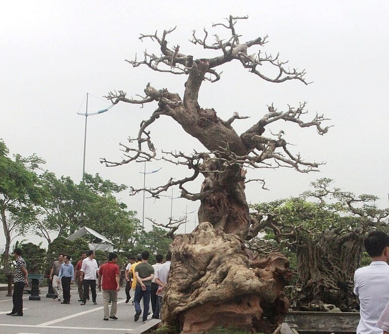 Siêu phẩm bonsai gỗ trắc nhìn như một thân cây khô.