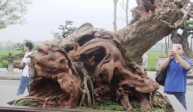 Gốc bonsai gỗ trắc độc lạ cực hiếm.