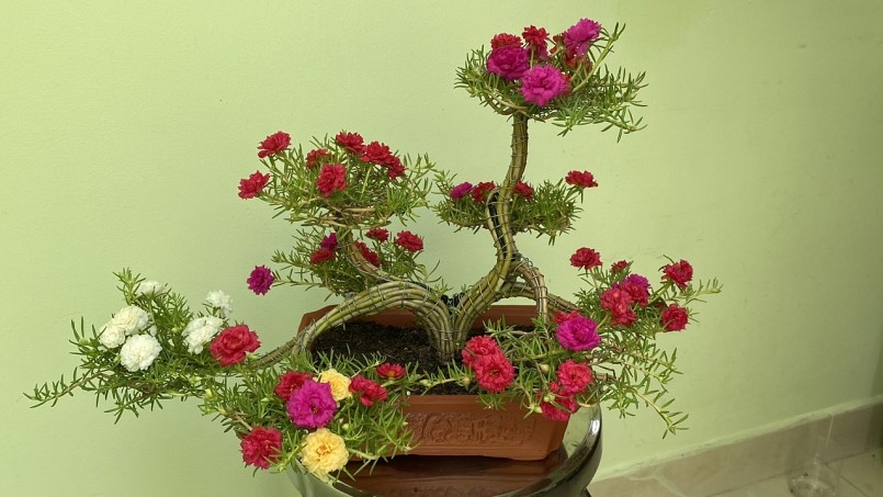 Bonsai dáng rồng ra hoa sau 3 tháng