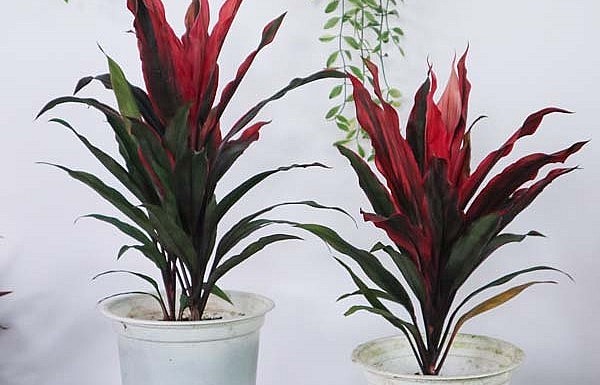 Cây phát tài đỏ được nhiều người lựa chọn là cây cảnh trồng trong nhà bởi màu sắc bắt mắt. 