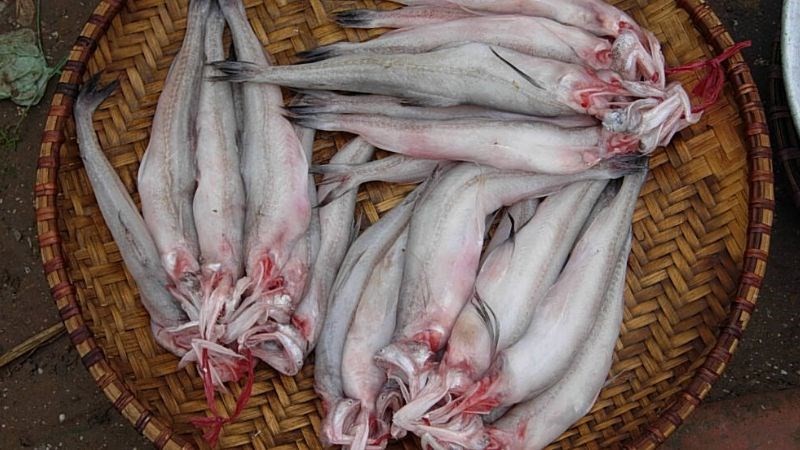 Thanh Hóa: Giá cá khoai hơn nửa triệu đồng/kg nhưng vẫn “cháy hàng”