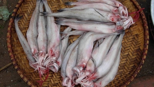 Thanh Hóa: Giá cá khoai hơn nửa triệu đồng/kg nhưng vẫn “cháy hàng”