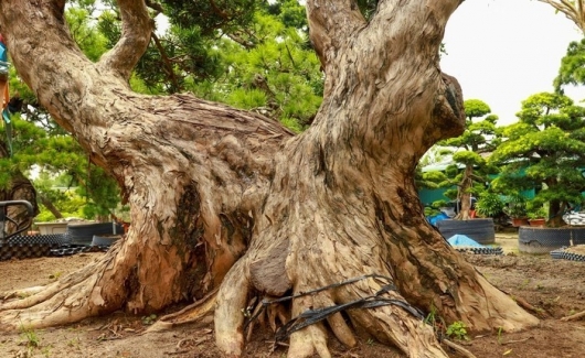 Choáng với 500 cây tùng la hán của TikToker “Gã đầu bạc”, một cây đã chục tỷ