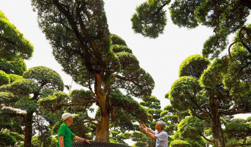 Đây là vườn tùng la hán quy mô bậc nhất hiện nay ở Việt Nam mà nghệ nhân Vũ Xuân Lành - được biết đến là một hot TikToker rất nổi tiếng trong giới cây cảnh cùng với các cộng sự gây dựng.