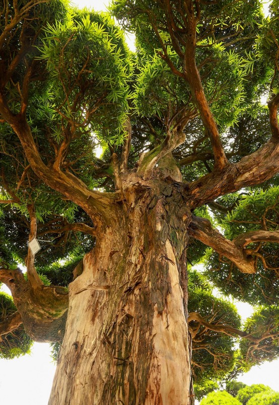 Tùng la hán Nhật Bản có thân to lớn hơn tùng Việt Nam. Đường kính thân cây có thể đạt hơn 1 mét, tuổi đời lên đến cả nghìn năm. 