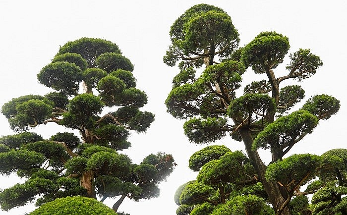 Cây tùng cổ thụ có đường kính gốc lớn, dáng thế tự nhiên. Nhiều cây được định giá tại Nhật Bản đến hàng tỷ đồng. 