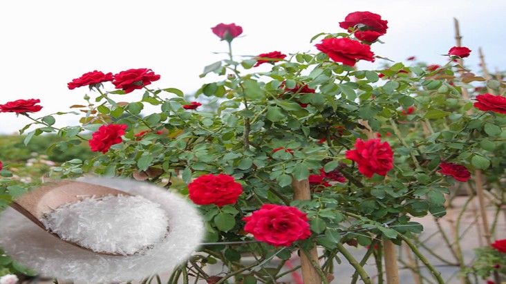 Hoa hồng mãi chưa đâm bông, bổ sung 3 loại “nước thần” này, hoa nở liên tục to bằng cái bát