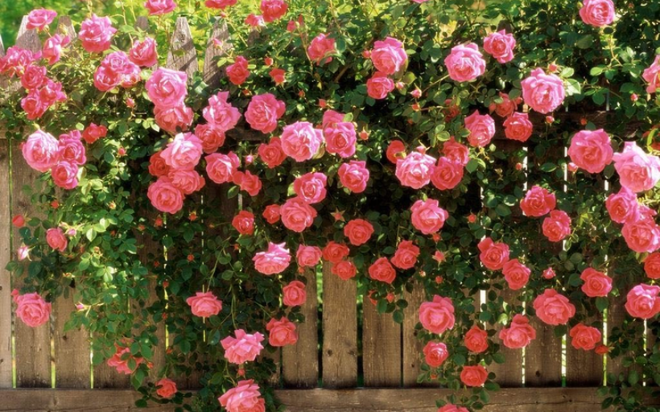 Hoa hồng mãi chưa đâm bông, bổ sung 3 loại “nước thần” này, hoa nở liên tục to bằng cái bát