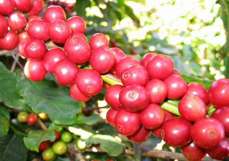 Giá nông sản hôm nay (05/2) ghi nhận giá cà phê hôm nay dao động trong khoảng 42.400 - 42.800 đồng/kg. 