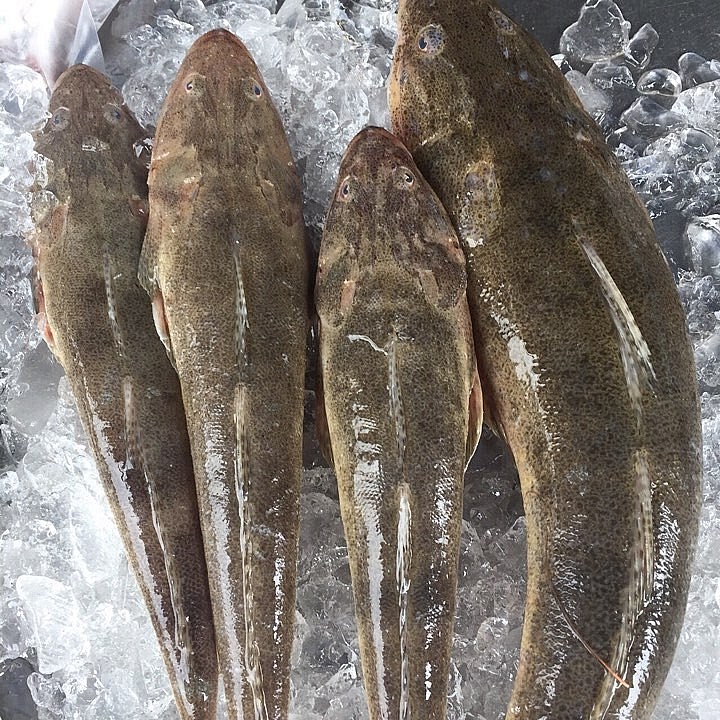Loài cá xấu xí xưa ít người ăn, nay thành đặc sản được săn lùng, 150.000 đồng/kg