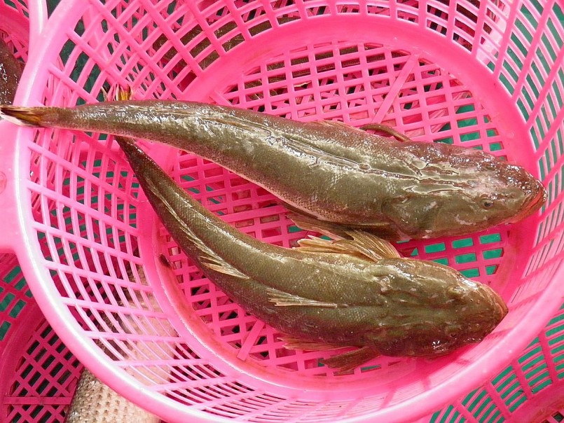 Loài cá xấu xí xưa ít người ăn, nay thành đặc sản được săn lùng, 150.000 đồng/kg