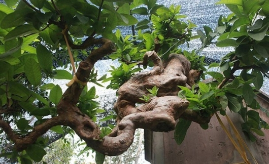 Kỳ quan ổi bonsai thác đổ tiền tỷ, dáng mọc ngược cực khó chỉ có thiên tạo