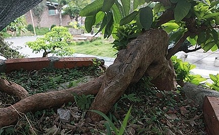 Cây ổi bonsai độc lạ có 3 rễ lớn nổi trên mặt đất.