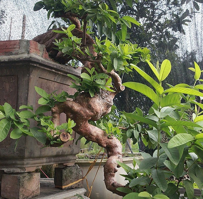 Những đường chuyển, cong của cây ổi bonsai độc lạ rất ngoạn mục.