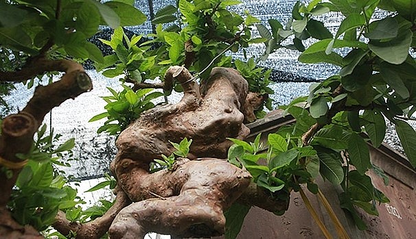 Cây ổi bonsai độc lạ có ngọn “mọc ngược” được làm rất công phu, người làm cây phải kiên trì vì cây “mọc ngược” phát triển rất chậm.