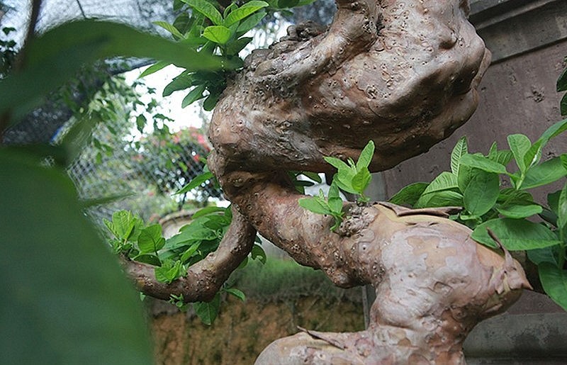 Toàn thân ổi bonsai độc lạ uốn lượn, nổi lên các nốt sần sùi, u, bướu… trông rất cổ, đẹp đến ngỡ ngàng.