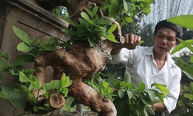 Ông Bùi Đức Dũng có nhân duyên sở hữu cây ổi bonsai độc lạ và tiếp tục hoàn thiện.