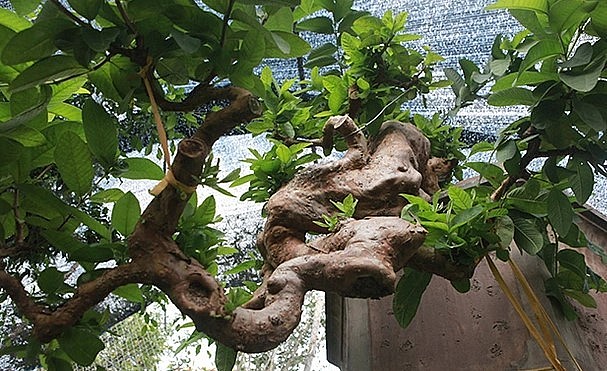 Điểm đặc biệt của cây ổi bonsai độc lạ là “mọc ngược” và u cục rất lớn, nhiều cây ổi có thể có tuổi đời cao hơn nhưng không có u cục như vậy.