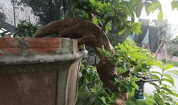 Đoạn chuyển (đường trườn) của ổi bonsai độc lạ thân từ gốc xuống bên dưới hoàn toàn tự nhiên.