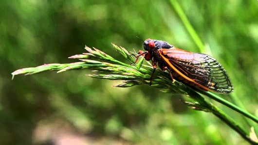 Loài côn trùng hè về kêu điếc tai, cứ chê nó gầy, là đặc sản nổi tiếng Bình Phước nửa triệu đồng/kg