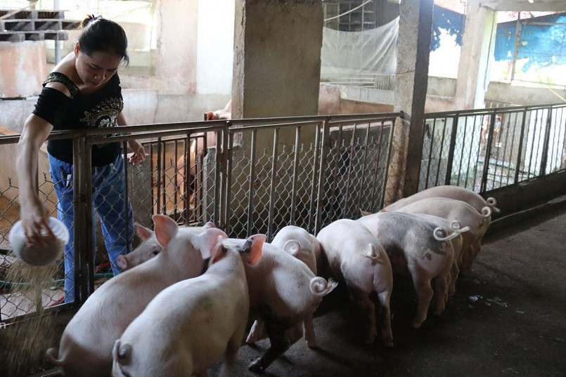 Giá heo hơi có thể tiếp tục đi ngang do sức mua của thị trường còn yếu, dù đã qua rằm tháng Giêng. 