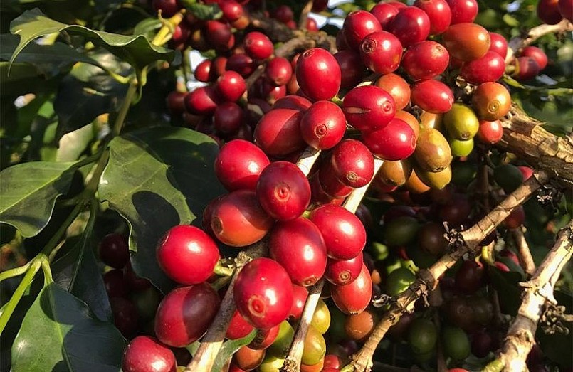 Giá nông sản hôm nay (06/2), giá cà phê hôm nay duy trì đà giảm trên thị trường thế giới. 
