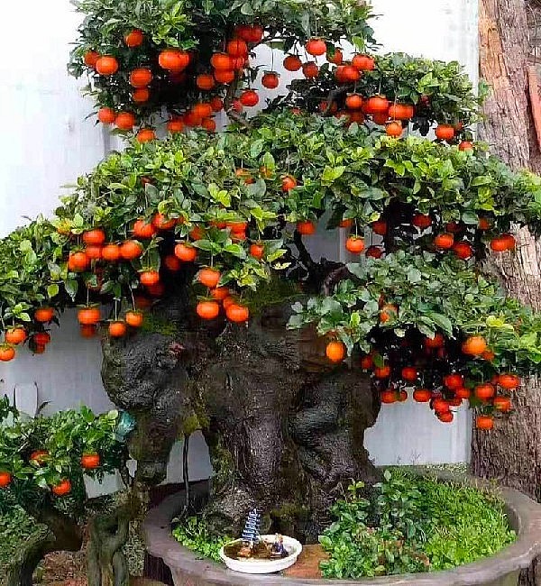 Những dòng bonsai độc lạ nhập khẩu đang thu hút sự chú ý của người tiêu dùng.