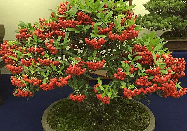 Táo gai bonsai thu hút sự chú ý với chùm quả ken đỏ.
