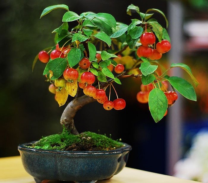 Những bonsai táo gai từ Trung Quốc nhập khẩu vào Việt Nam từ vài năm gần đây.