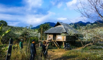 Review du lịch Sơn La: Mê mẩn sắc mận dưới thung lũng Phiêng Khoang Mộc Châu