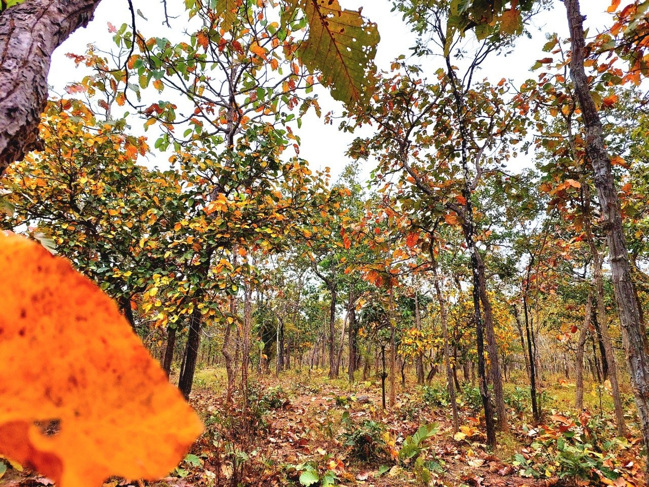 Đắk Lắk: Vẻ đẹp mê mẩn của rừng Yok Đôn mùa lá đổ