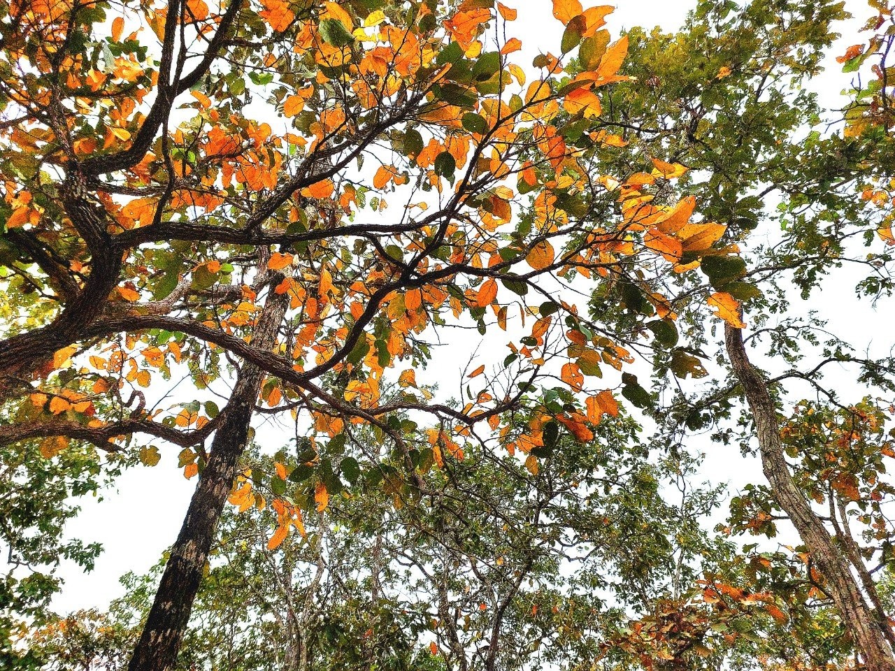 Đắk Lắk: Vẻ đẹp mê mẩn của rừng Yok Đôn mùa lá đổ