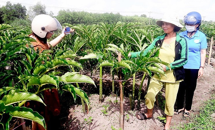 Trồng cây nưa đem lại thu nhập khá cao trên vùng đất ruộng thiếu nước ở xã Hải Sơn, huyện Hải Lăng, tỉnh Quảng Trị.
